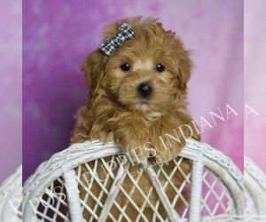 Medium Maltipoo (Miniature)
