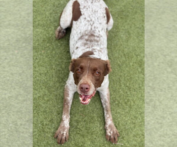 Medium Photo #9 Brittany-German Shorthaired Pointer Mix Puppy For Sale in Curwensville, PA, USA