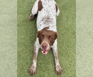 OK/Abby - Female Brittany-German Shorthaired Pointer Mix Dog for Adoption - Photo #9