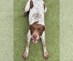Small #8 Brittany-German Shorthaired Pointer Mix