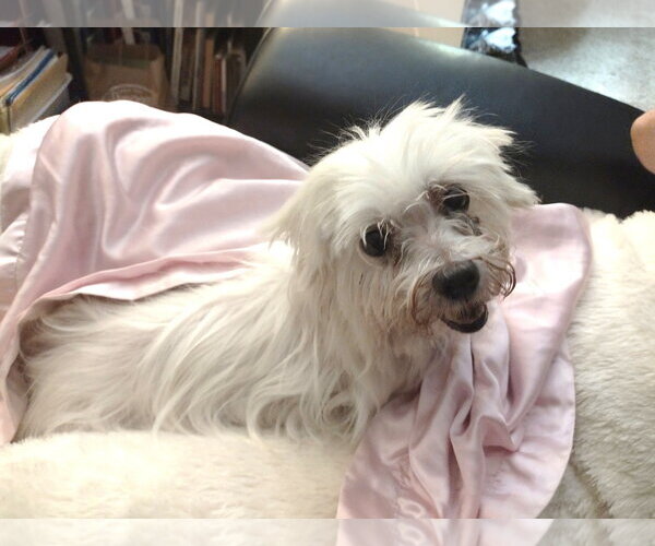 Medium Photo #6 Maltese Puppy For Sale in St. Louis Park, MN, USA