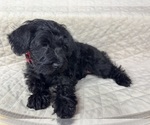Small Photo #10 Schnauzer (Miniature) Puppy For Sale in HIGHLAND, CA, USA