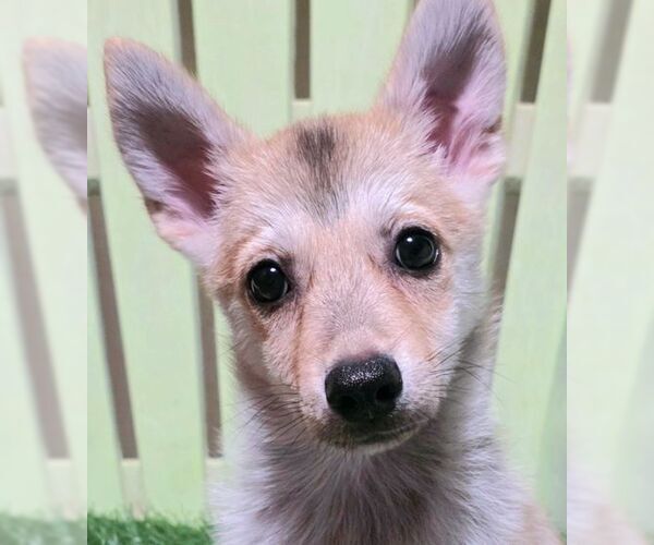 Medium Photo #5 Chiranian Puppy For Sale in Tustin, CA, USA