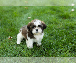 Shih Tzu Puppy for sale in NAPPANEE, IN, USA