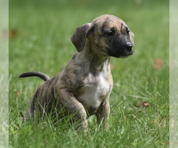 Medium Photo #2 Boxer-Unknown Mix Puppy For Sale in Mechanicsburg, PA, USA