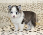 Small #1 Pomsky