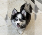 Puppy Simba Pomsky