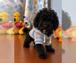 BichPoo puppies - Male Bichpoo Puppy for Sale - Photo #16