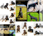Image preview for Ad Listing. Nickname: Dobermans Pups