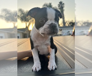 Boston Terrier Puppy for sale in CERES, CA, USA