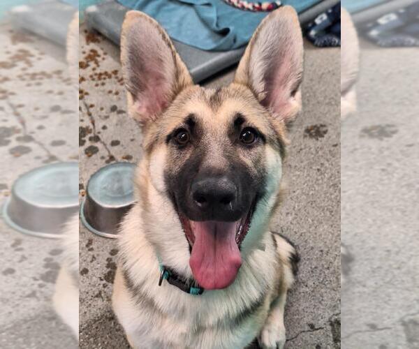 Medium Photo #1 German Shepherd Dog-Unknown Mix Puppy For Sale in Woodland, CA, USA