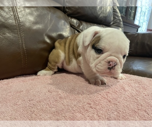 Medium Photo #4 Bulldog Puppy For Sale in WOODSTOCK, GA, USA
