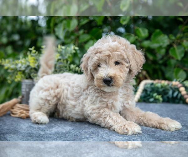 Medium Photo #3 Poodle (Miniature) Puppy For Sale in WOLCOTTVILLE, IN, USA