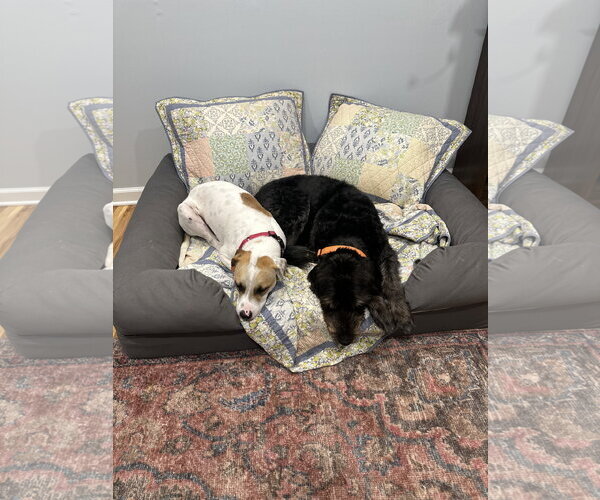 Medium Photo #6 Pointer-Staffordshire Bull Terrier Mix Puppy For Sale in Oakhurst, NJ, USA