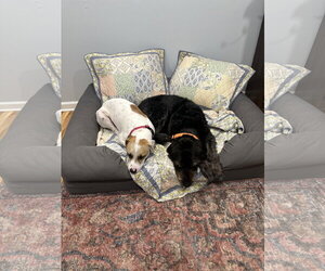 Apache - Little Trooper - Male Pointer-Staffordshire Bull Terrier Mix Dog for Adoption - Photo #6