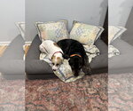 Small Photo #6 Pointer-Staffordshire Bull Terrier Mix Puppy For Sale in Oakhurst, NJ, USA