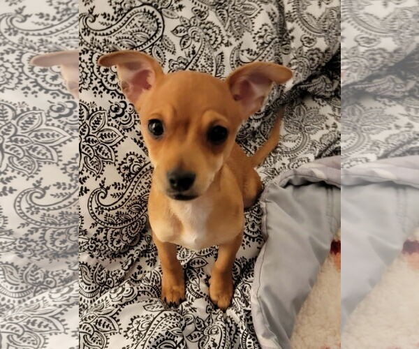 Medium Photo #5 Chiweenie Puppy For Sale in Grafton, WI, USA