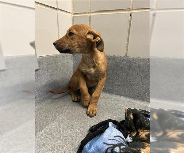 Medium Photo #1 American Staffordshire Terrier-Unknown Mix Puppy For Sale in San Antonio, TX, USA