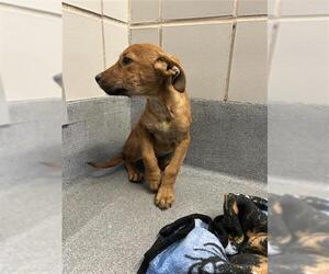 American Staffordshire Terrier-Unknown Mix Dogs for adoption in San Antonio, TX, USA