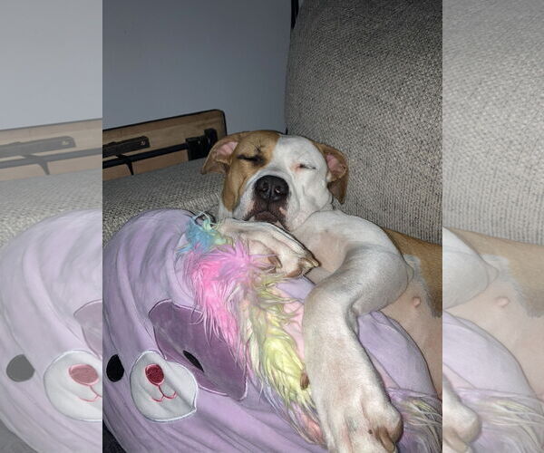 Medium Photo #4 Staffordshire Bull Terrier-Unknown Mix Puppy For Sale in Princeton, MN, USA