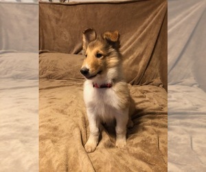 Medium Collie