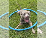 Small #1 American Pit Bull Terrier