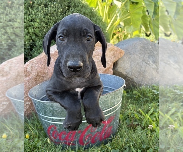 Medium Photo #5 Great Dane Puppy For Sale in MIDDLEBURY, IN, USA