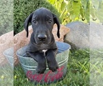 Small #4 Great Dane