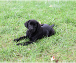 Eloise - Female Labrador Retriever Puppy for Sale - Photo #5