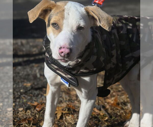 Medium Photo #2 Mutt Puppy For Sale in Canton, CT, USA