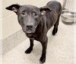 Small #2 Staffordshire Bull Terrier