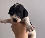 Small Photo #4 Poodle (Standard) Puppy For Sale in MCALLEN, TX, USA