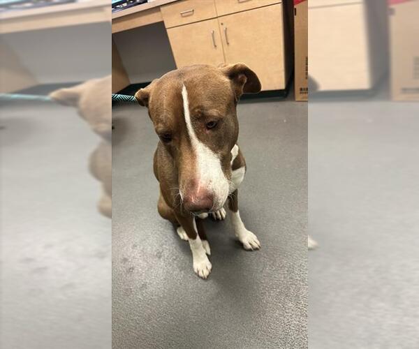 Medium Photo #1 American Pit Bull Terrier-Unknown Mix Puppy For Sale in Corpus Christi, TX, USA