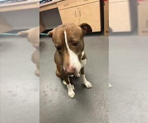 American Pit Bull Terrier Mix Dog for Adoption in Corpus Christi, Texas USA