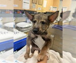 WALTER - Male German Shepherd Dog Dog for Adoption - Small photo