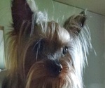 Small Photo #1 Yorkshire Terrier Puppy For Sale in OLIN, NC, USA