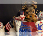 Small Photo #5 Yorkshire Terrier Puppy For Sale in ALVARADO, TX, USA