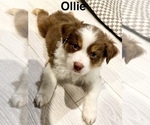 Puppy Ollie Australian Shepherd
