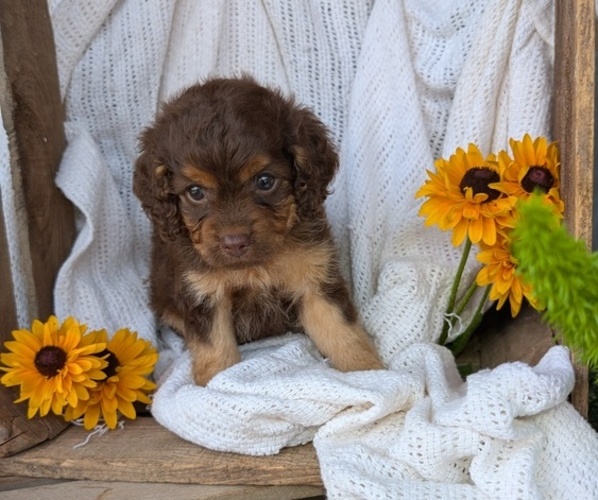 Medium Photo #5 Cock-A-Poo Puppy For Sale in GOSHEN, IN, USA