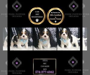 Cavalier King Charles Spaniel Puppy for sale in WARSAW, IN, USA