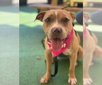 Small #28 American Pit Bull Terrier-Labrador Retriever Mix