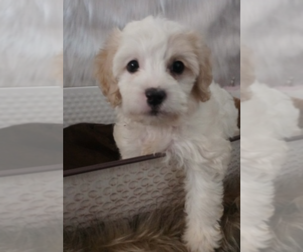 Medium Photo #1 Maltipoo Puppy For Sale in LOS ANGELES, CA, USA