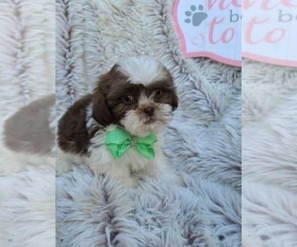 Medium Photo #1 Zuchon Puppy For Sale in INDIANAPOLIS, IN, USA