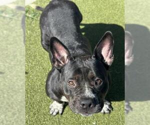 American Staffordshire Terrier-Bulldog Mix Dogs for adoption in Fort Lauderdale, FL, USA