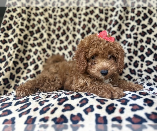 Medium Photo #5 Cavapoo Puppy For Sale in LAKELAND, FL, USA