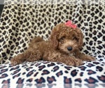 Small #4 Cavapoo
