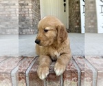 Small Photo #15 Golden Retriever Puppy For Sale in GREENFIELD, IN, USA