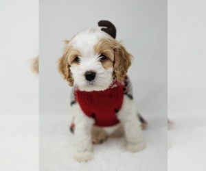 Cockapoo Puppy for sale in ROUGEMONT, NC, USA