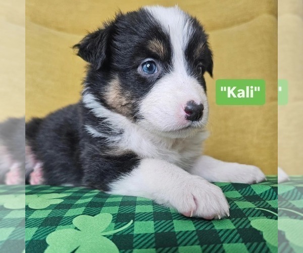 Medium Photo #1 Australian Shepherd Puppy For Sale in PHOENIX, AZ, USA