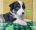 Image preview for Ad Listing. Nickname: Kali